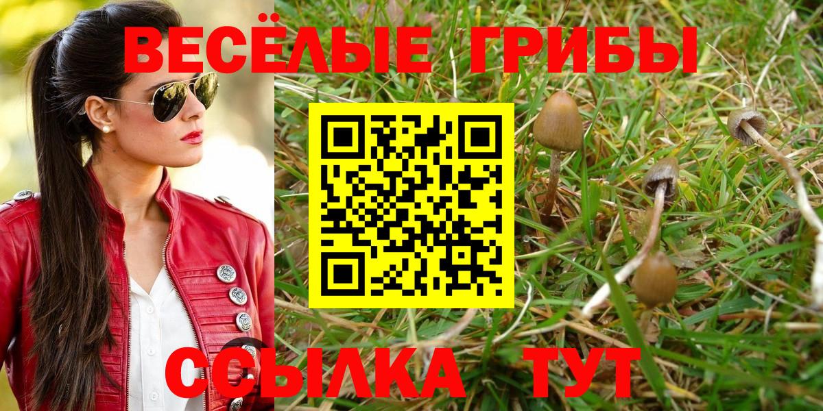 Псилоцибиновые грибы Cubensis Тейково